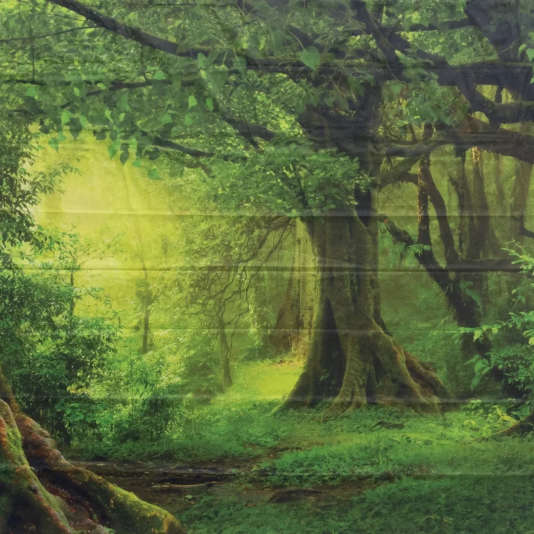 Horyzont Jungle 1