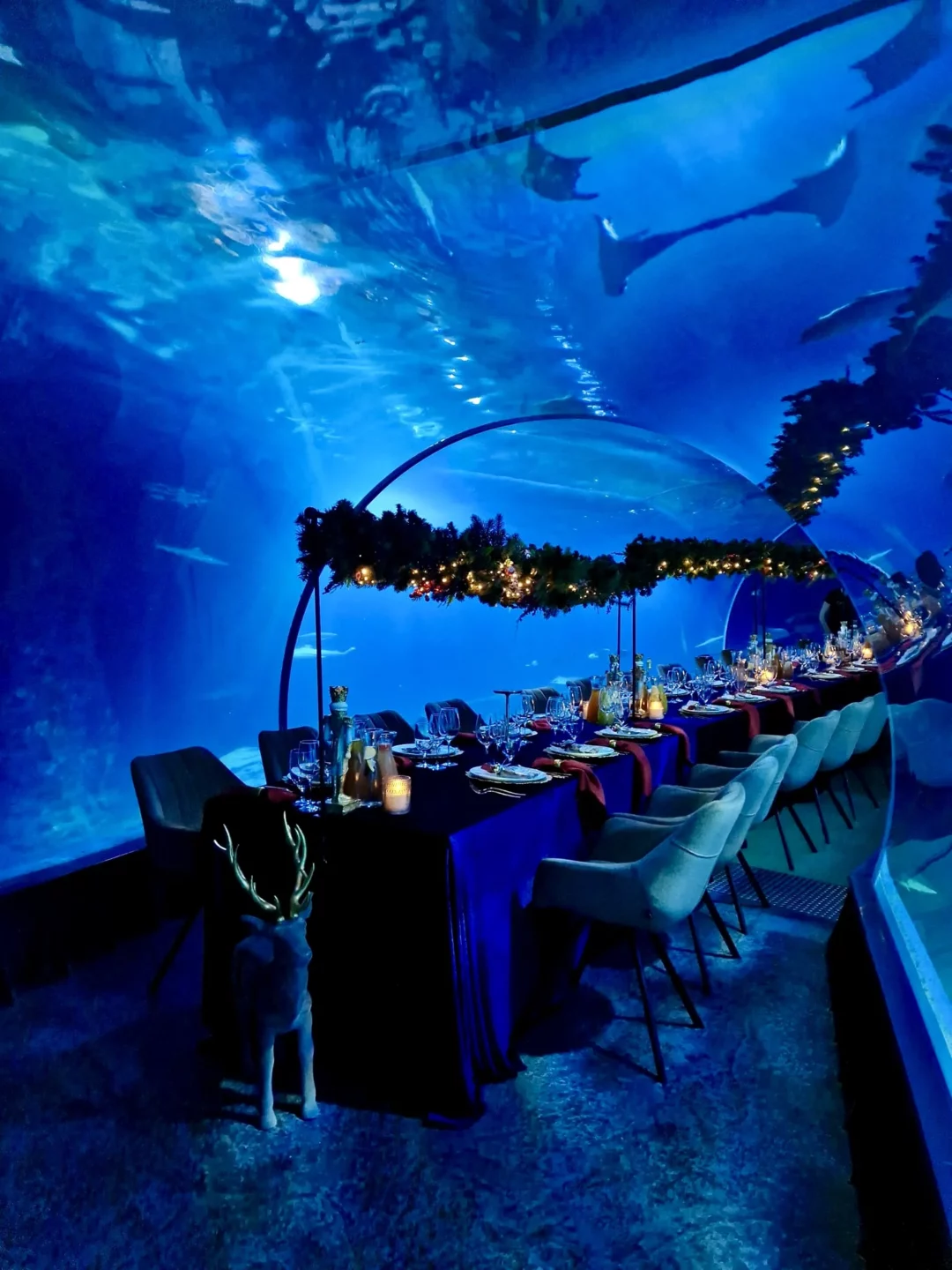 Luksusowa scenografia stołu zorganizowana przez wypożyczalnię dekoracji RENT4EVENTS / RENT4WEDDING we wnętrzu podwodnego tunelu afrykarium. Granatowe obrusy z weluru, elegancka zastawa, złote akcenty i ciepłe światło świec tworzą niepowtarzalną atmosferę. Całość uzupełniają girlandy z zieleni i światełek zawieszone nad stołem, a także nowoczesne tapicerowane krzesła. Aranżacja idealna na wyjątkowy świąteczny ślub oraz firmowy event lub bankiet w nietuzinkowej lokalizacji. Ta wyjątkowa dekoracja dostępna jest w ofercie wypożyczalni rent4events.pl oraz rent4weddings.pl - rent4events.pl wypożycz wrażenia, rent4wedding.pl zachowaj wspomnienia. Fot. Martyna.